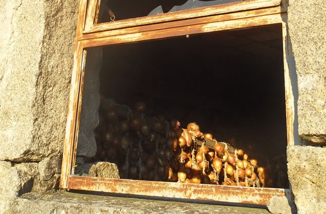 ID100 Sol da Terra. Mon&ccedil;&atilde;o