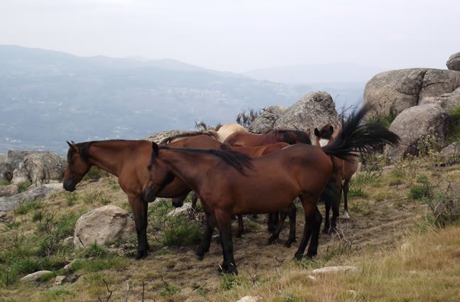 ID103 Juntos... por um futuro melhor! S&atilde;o Louren&ccedil;o, Gondufe, Ponte de Lima