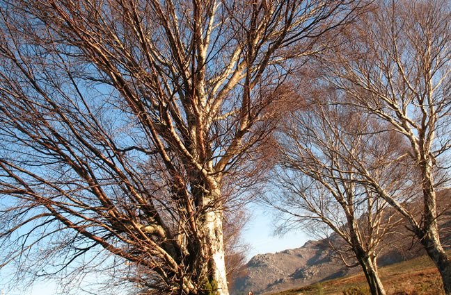ID22 - Jan/Fev - Bra&ccedil;os da vida, que abra&ccedil;am quem passa no caminho da beleza que habita estas paragens! Lamas de Mouro, Melga&ccedil;o.