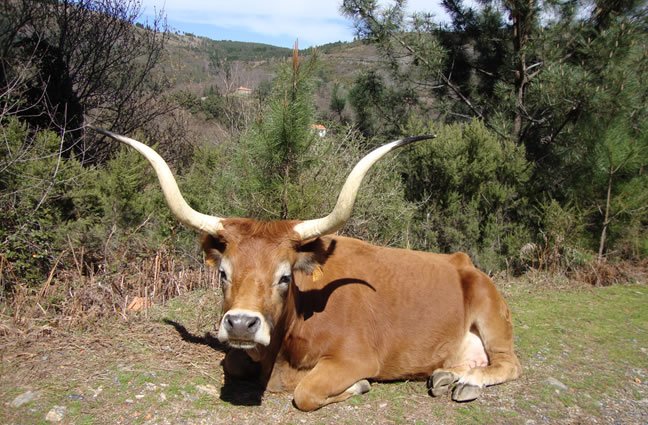 ID26 Patrim&oacute;nio animal, Serra do Soajo (Arcos de Valdevez)