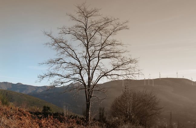 ID33 - Mar&ccedil;o - Os tempos que passam e que nunca deixam de existir. Sou Melga&ccedil;o, sou Vida, Sou Beleza!