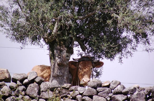 ID48 Profundidade na observa&ccedil;&atilde;o! Cerquido, Estor&atilde;os, Ponte de Lima