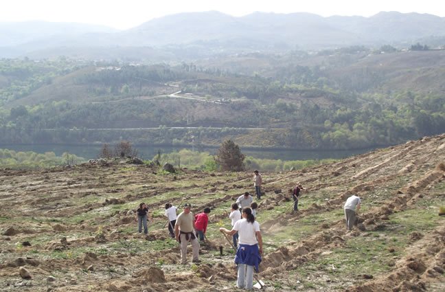 ID63 Habitantes unem esfor&ccedil;os na refloresta&ccedil;&atilde;o de terrenos baldios dsa freguesia de S. Jorge, Arcos de Valdevez