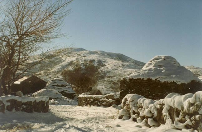 ID65 Ficam ainda mais belas as Cardenhas  quando neva! Santo Ant&oacute;nio de Vale de Poldros, Riba de Mouro, Mon&ccedil;&atilde;o.