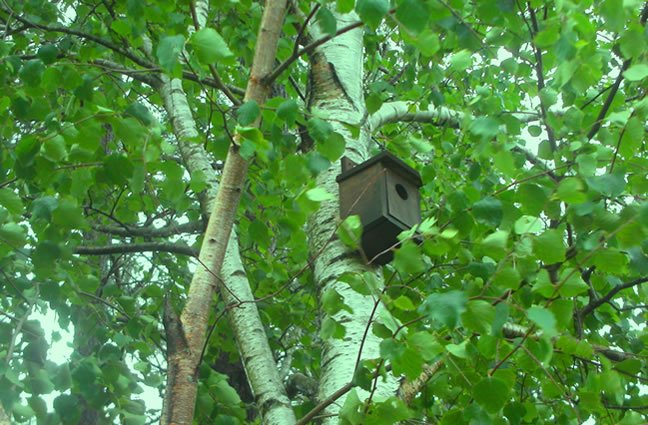 ID66 Protejam a minha Casa. Protejam a Floresta. Corno do Bico, Paredes de Coura