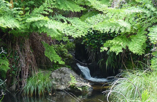 ID73 Servi&ccedil;o de ecossistema. Procurem-me, algures na floresta da Cabra&ccedil;&atilde;o, Ponte de Lima