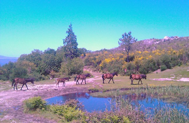 ID77 - Julho - Protejam os Garranos. Protejam a sua Casa. Protejam a Floresta. Vacari&ccedil;a, Ponte de Lima