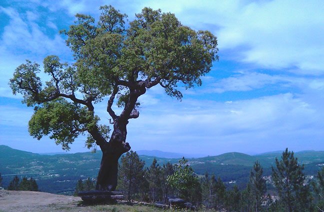 ID84 Na sombra de um Sobreiro a admirar a beleza do Alto Minho. Romarig&atilde;es, Paredes de Coura