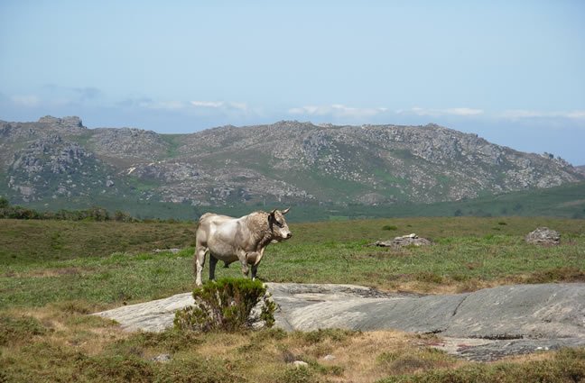 ID8 Um dos ELOS da capacidade de resili&ecirc;ncia dos espa&ccedil;os adversos de Montanha - O Planalto de Castro Laboreiro (PNPG)