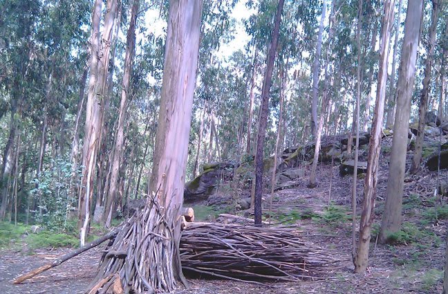 ID93 Floresta. Supervivente. Outeiro, Viana do Castelo