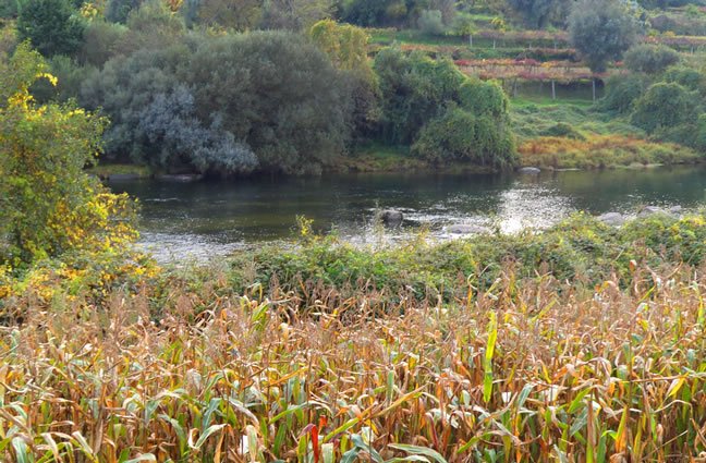 ID97 A foz do rio Lima. Cais da Garrida, Ref&oacute;ios do Lima, Ponte de Lima